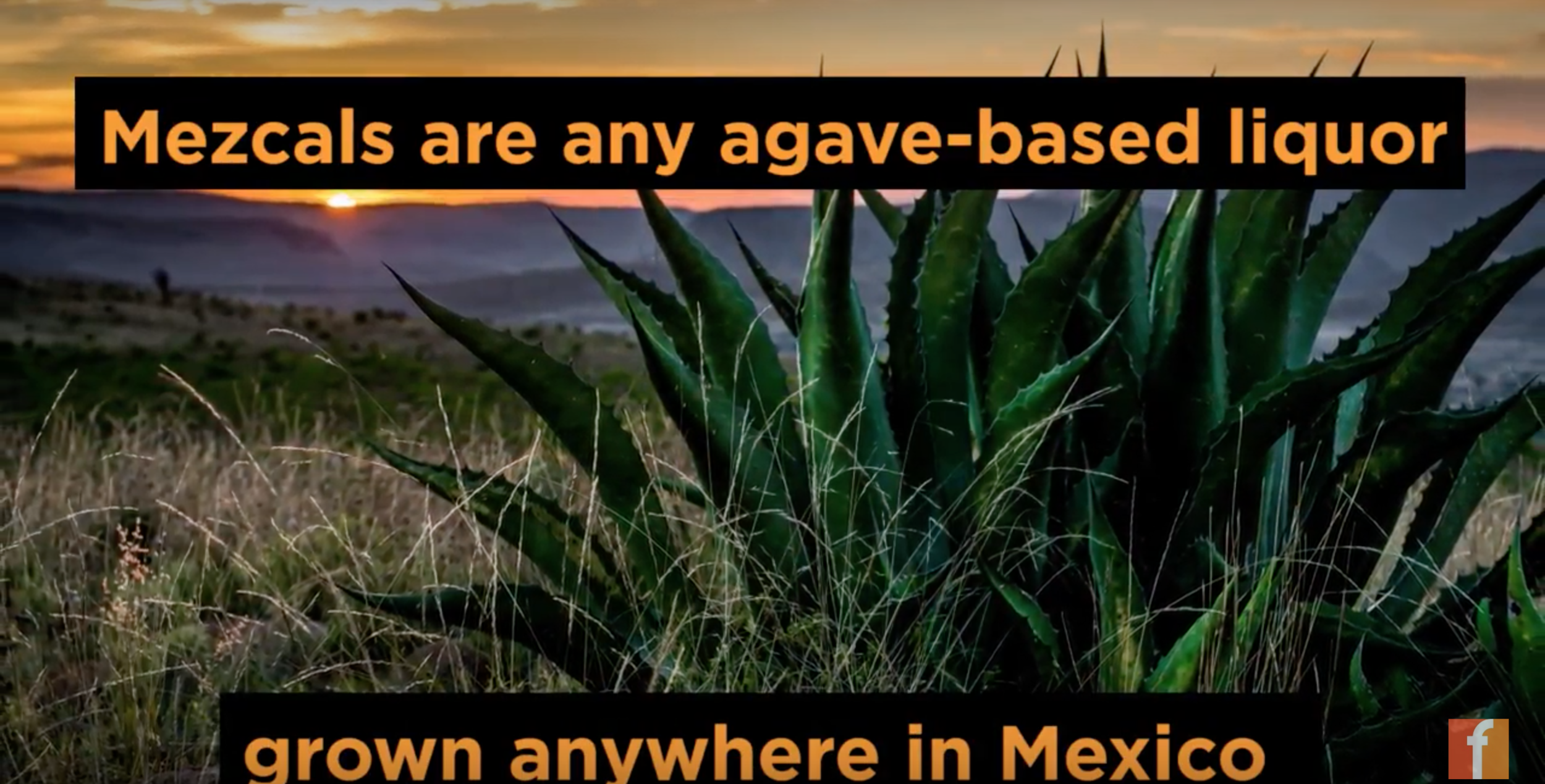 Foodable Labs Ranks Top Mezcal Brands