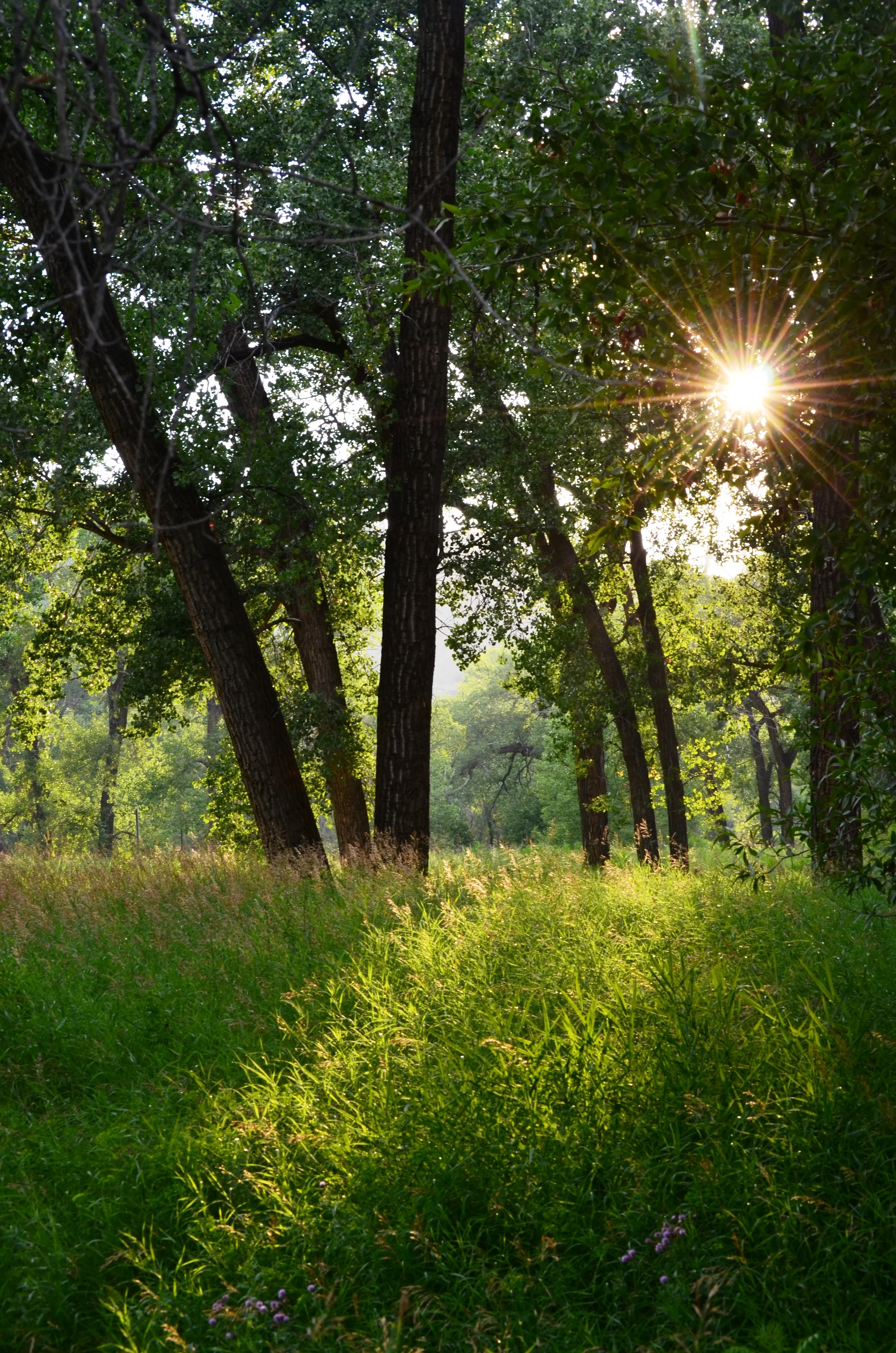 sunburst thru trees.JPG