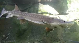 Living Dinosaurs: Lake Sturgeon in Southern Alberta Rivers