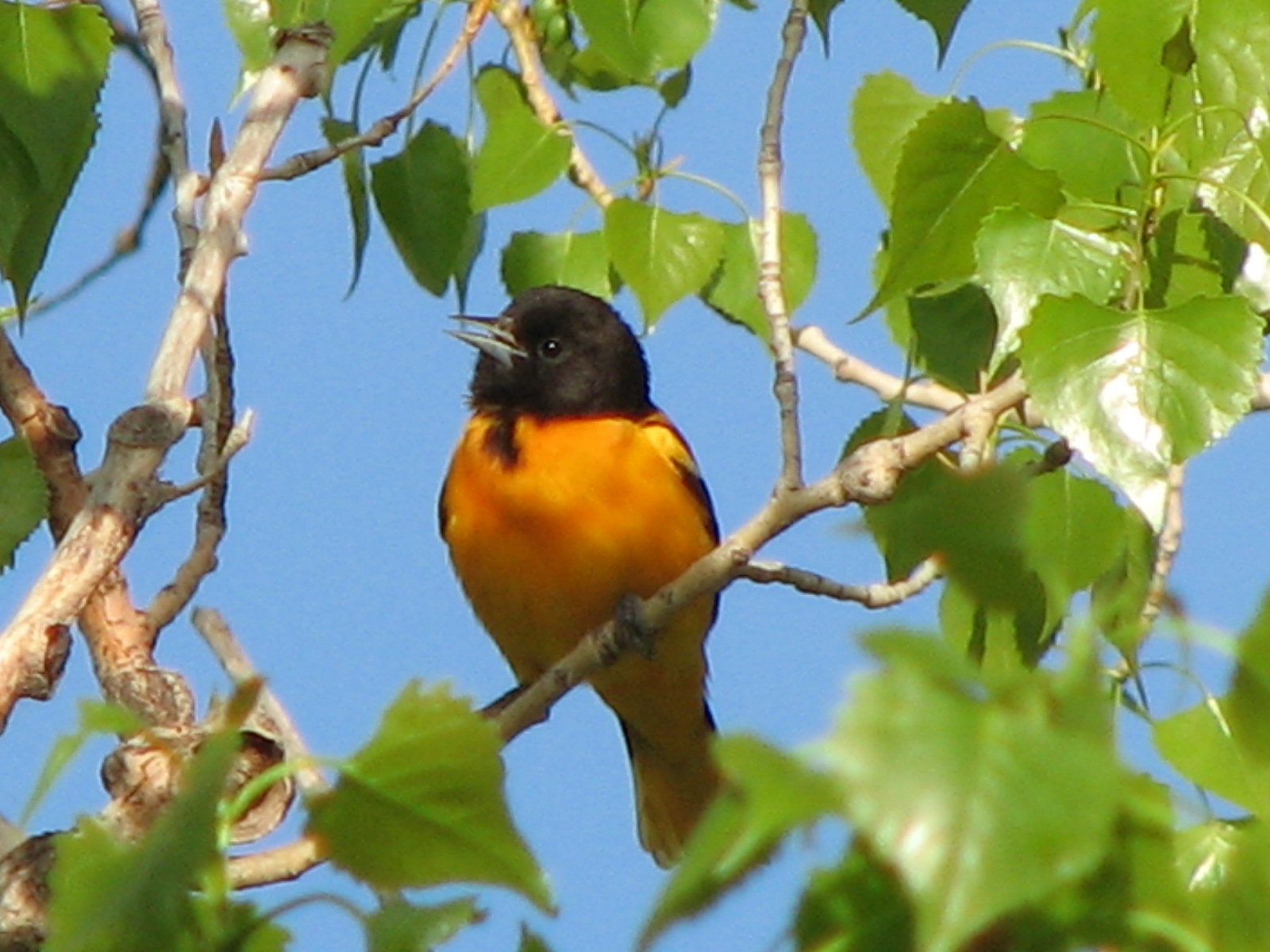 Baltimore Oriole (ken orich).JPG