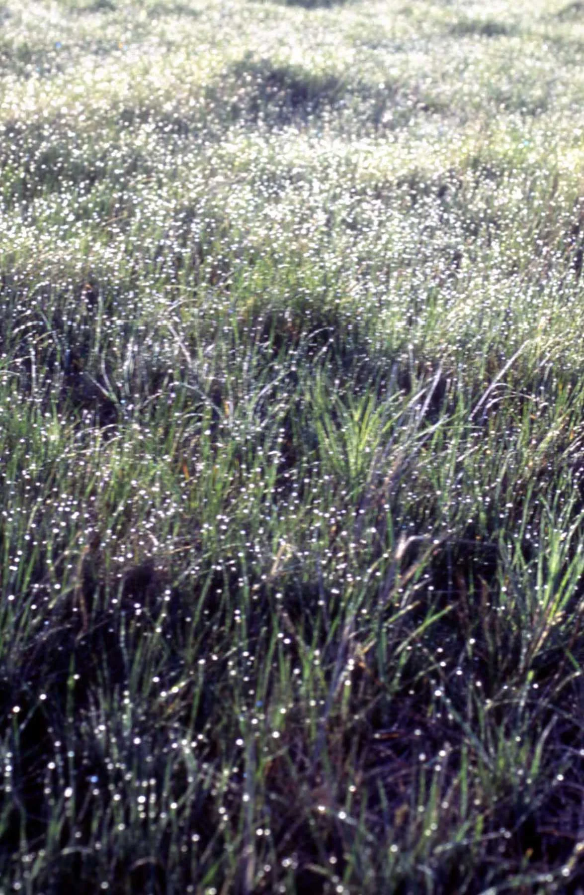 "The Onefour Research Ranch: Renewing the Legacy" with Barry Adams