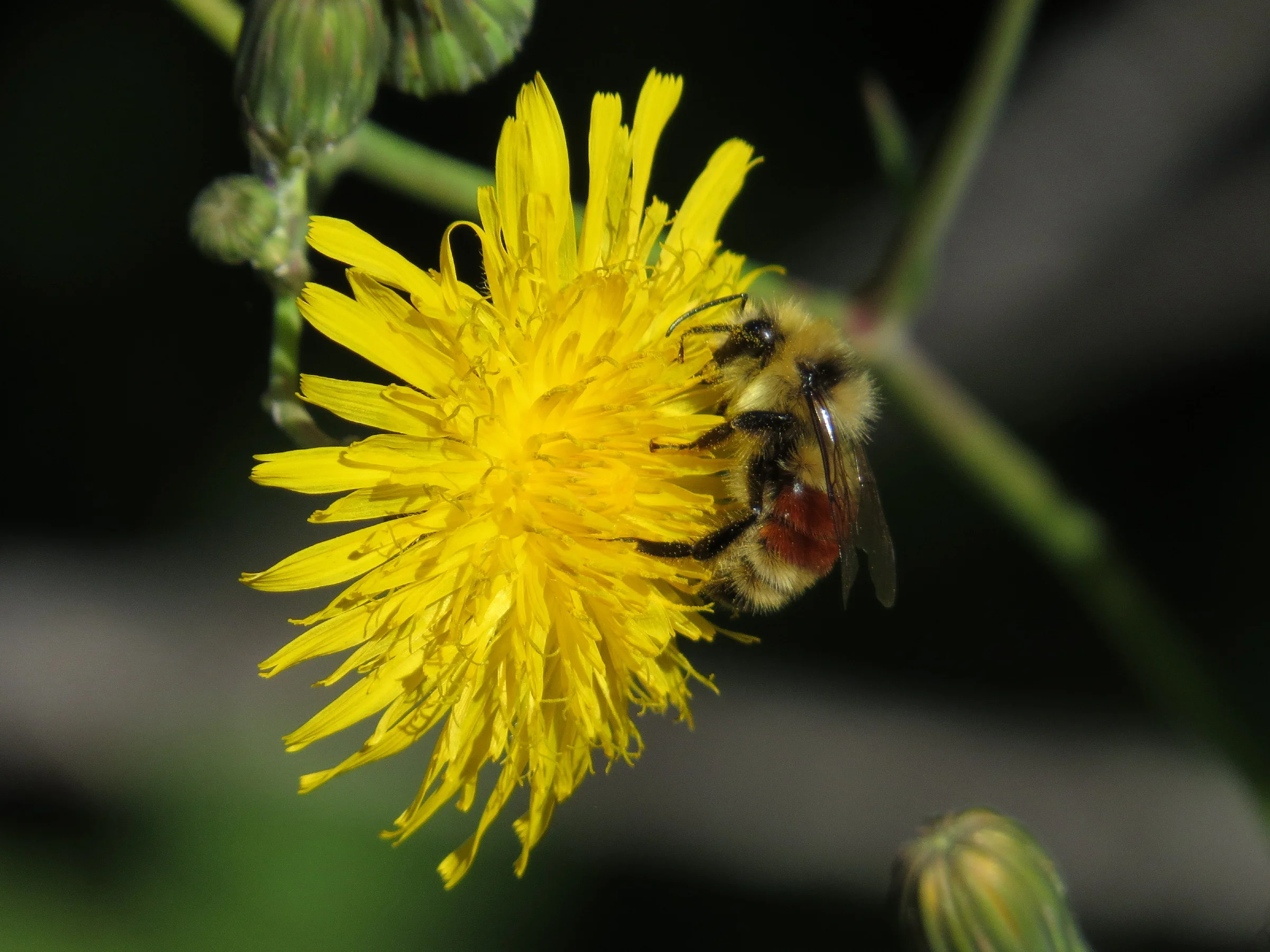 Southern Alberta Bumble Bees: Why so many species? 