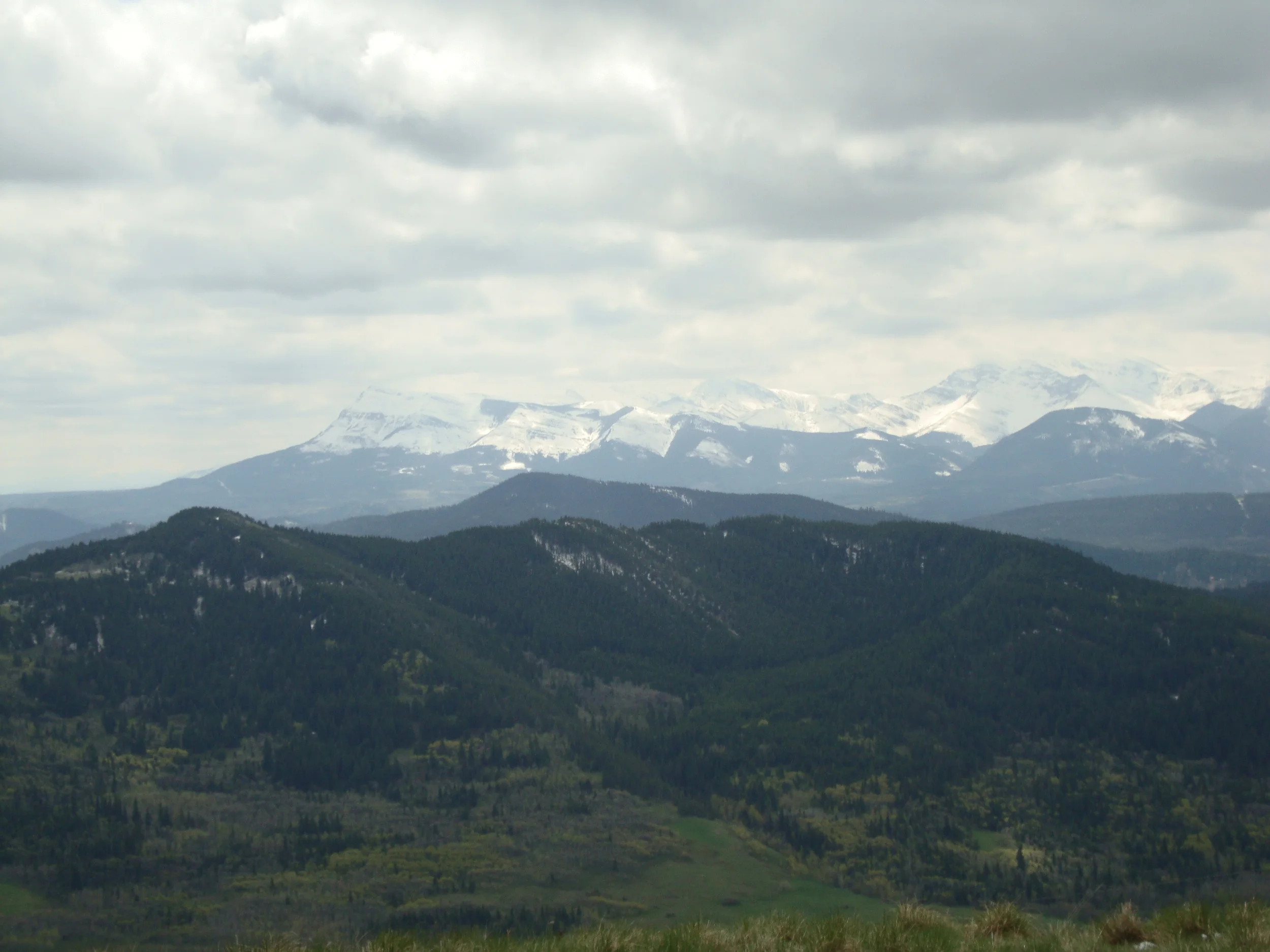 Field Trip - Foothills Wildflower Outing with Becky Cousins
