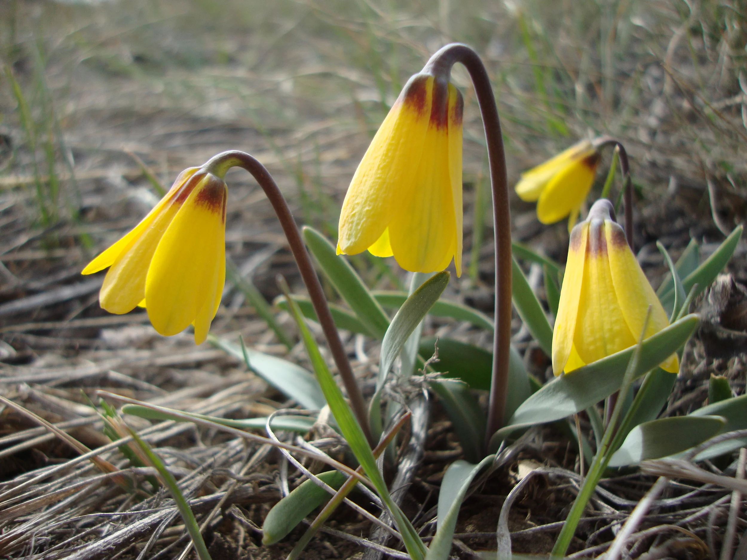 Plants through time: from the distant past to the present 