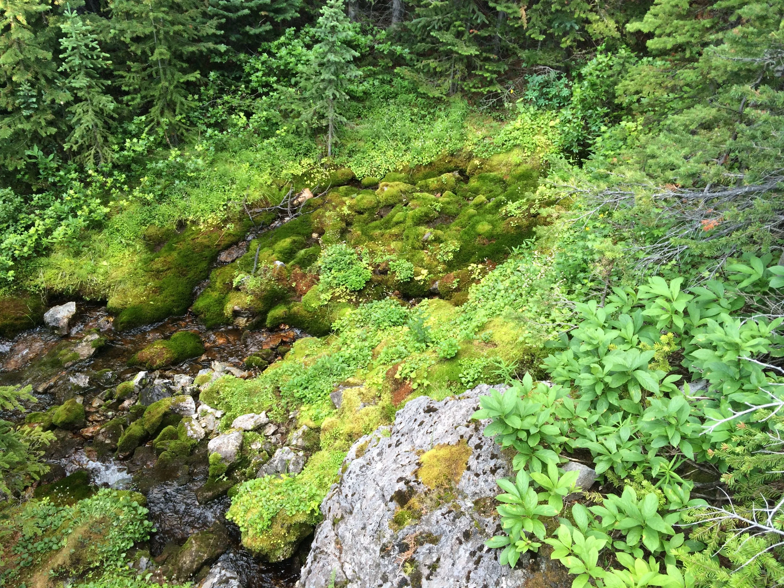 Plants at Alberta's Springs: Who's there and why?