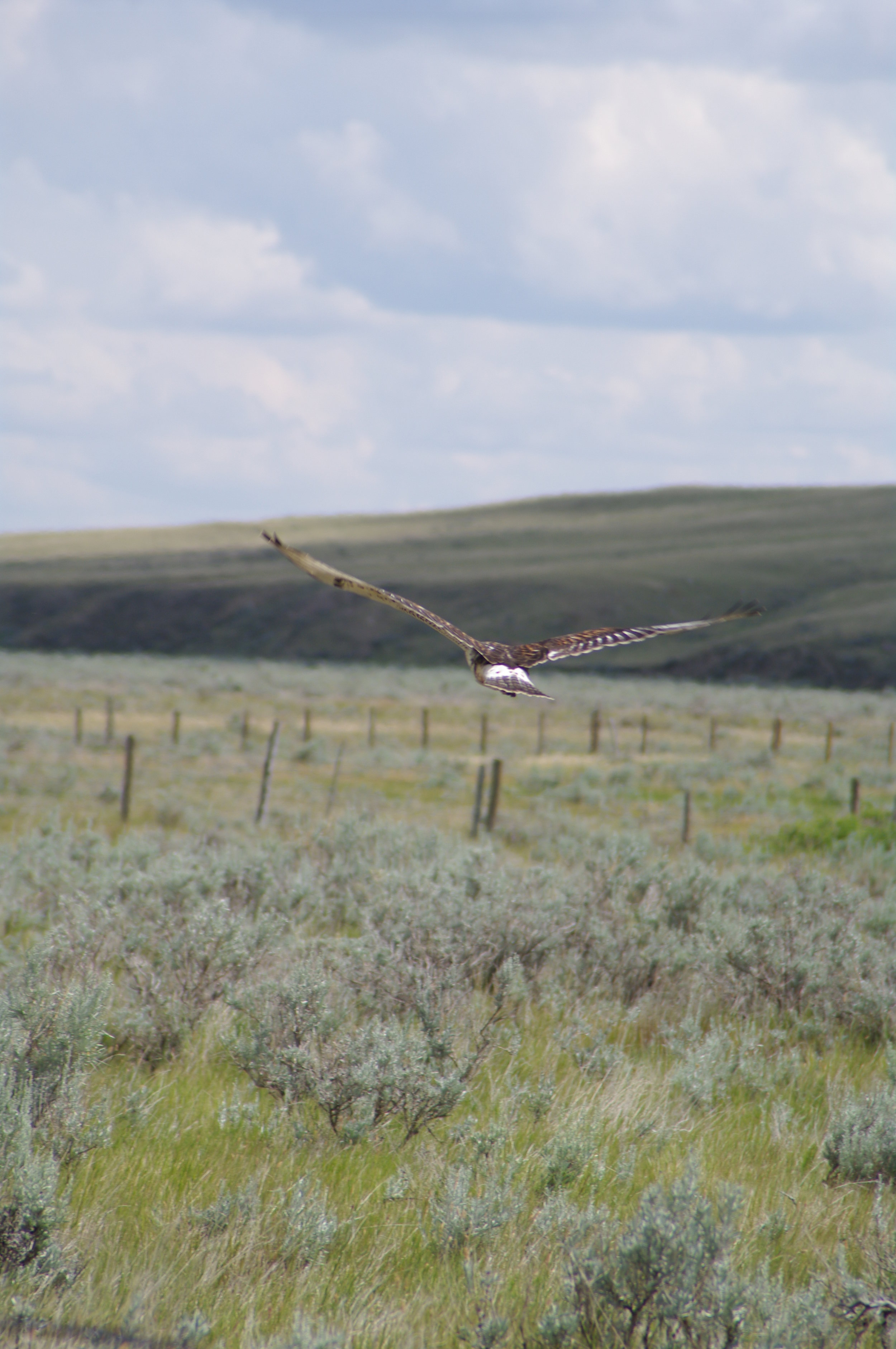 Alberta Wilderness Association presents: Our Public Lands - A Treasure to Protect, film screening and discussion