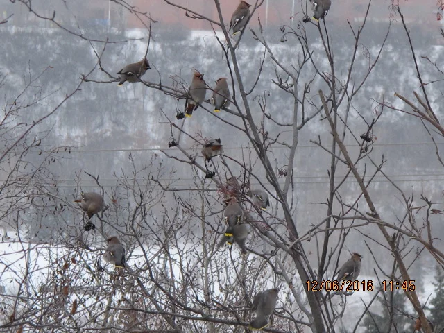 "Living Places, Living Time: What I learned in 13 lunar cycles of Blackfoot Phenology"
