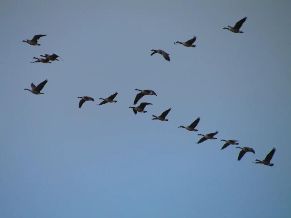 Ecosystem Management Presentations (Part 1 of 2)