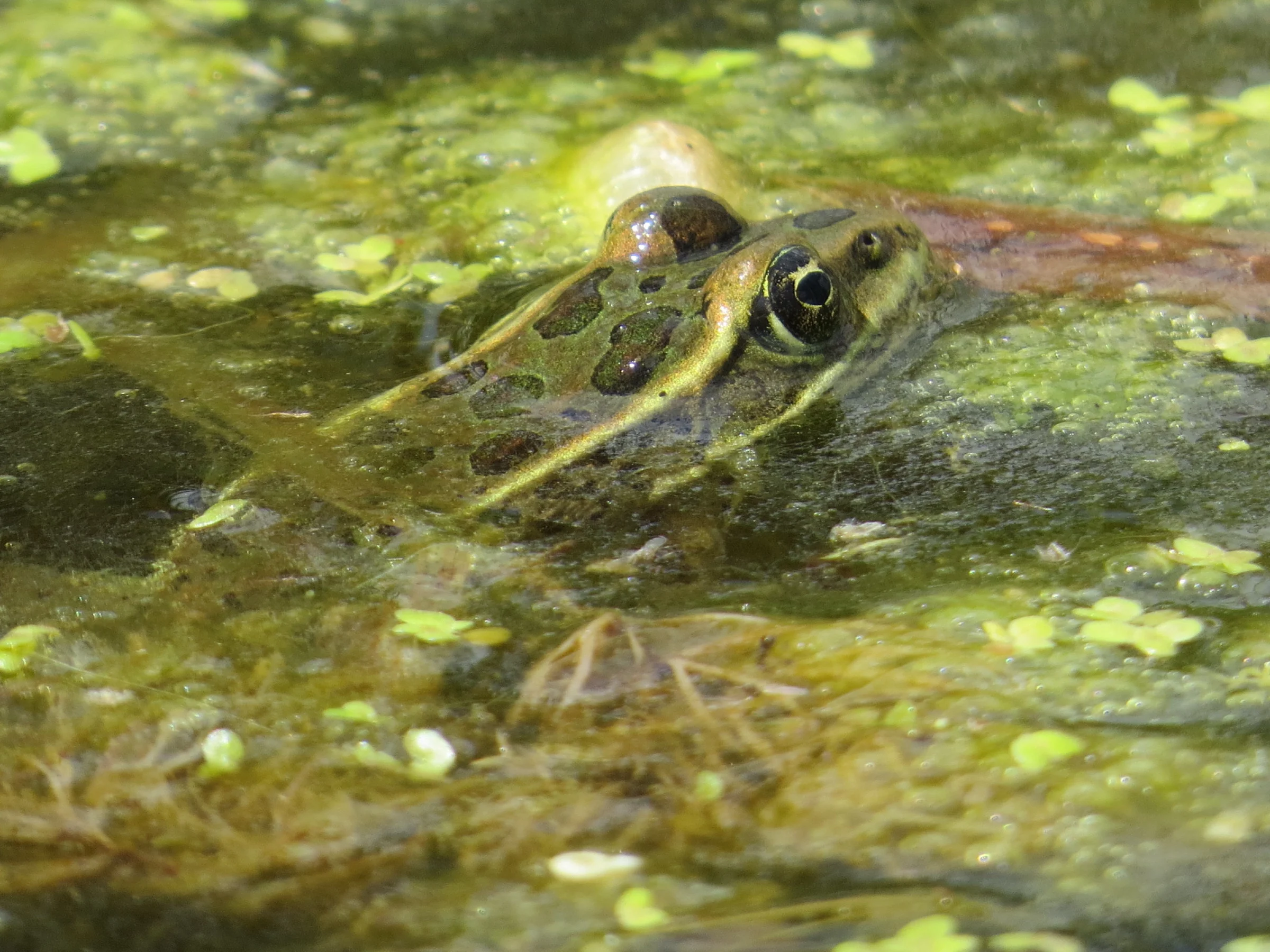 Wildlife Connections: Waterton Valley Wildlife Corridors and the Return of the Northern Leopard Frog