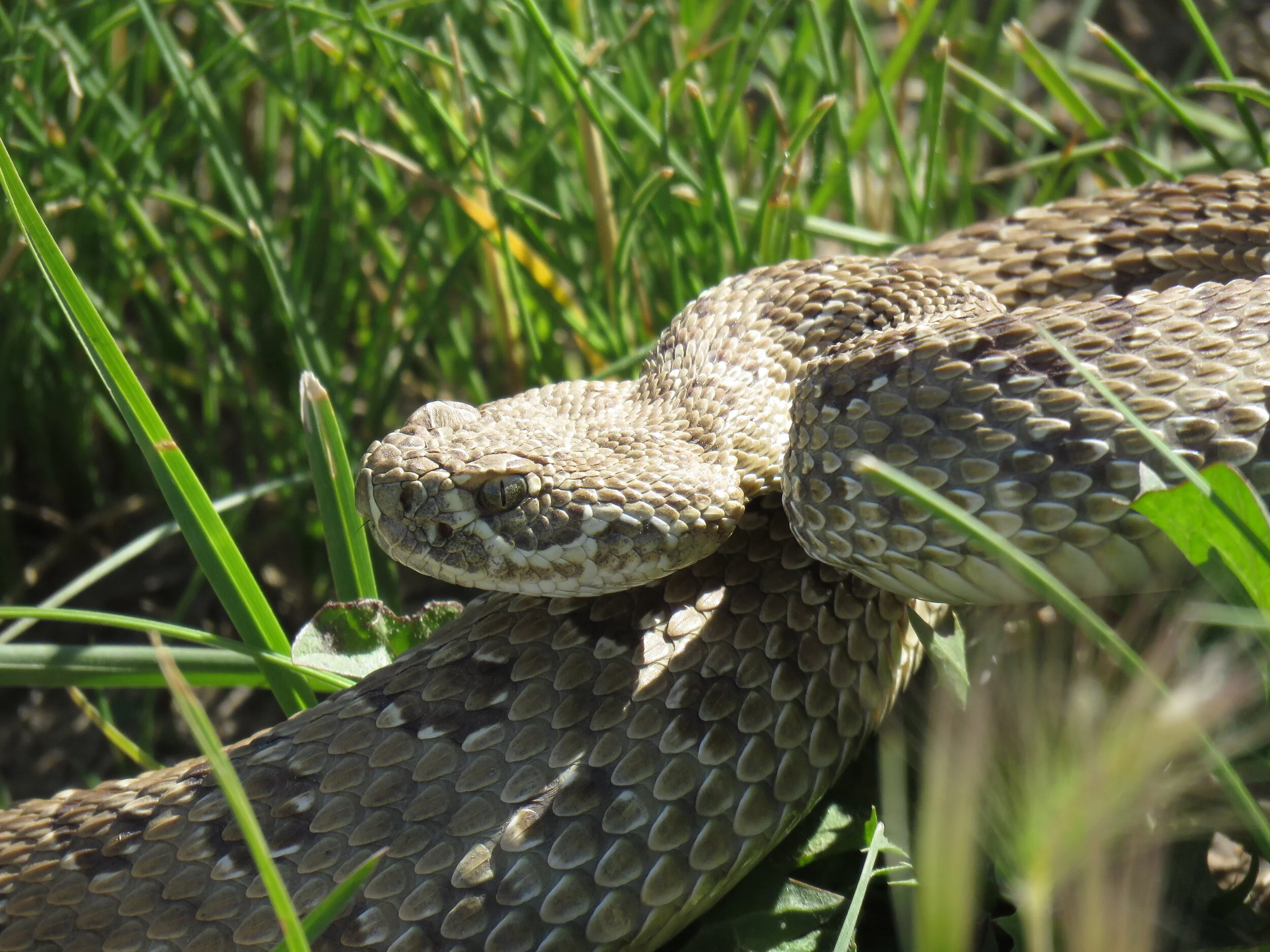 Prairie rattlesnake