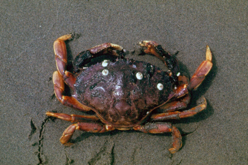 Crustaceans - more than lobsters, crabs and shrimps&nbsp;with&nbsp;Dr. Robert Holmberg