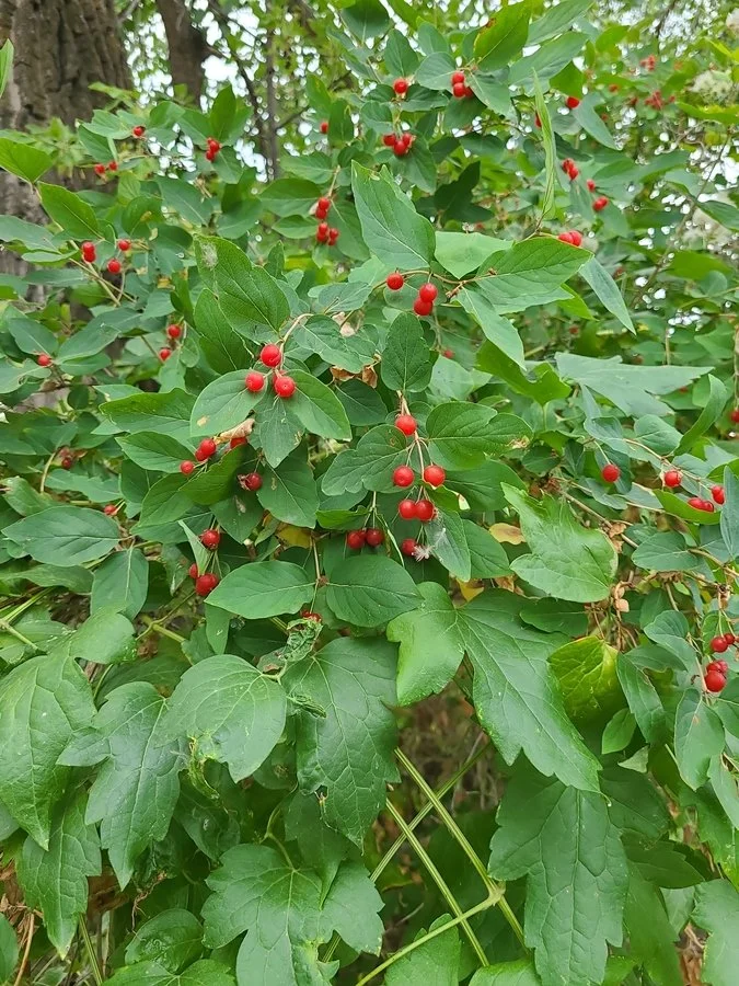 Invasive Plants evening nature walk
