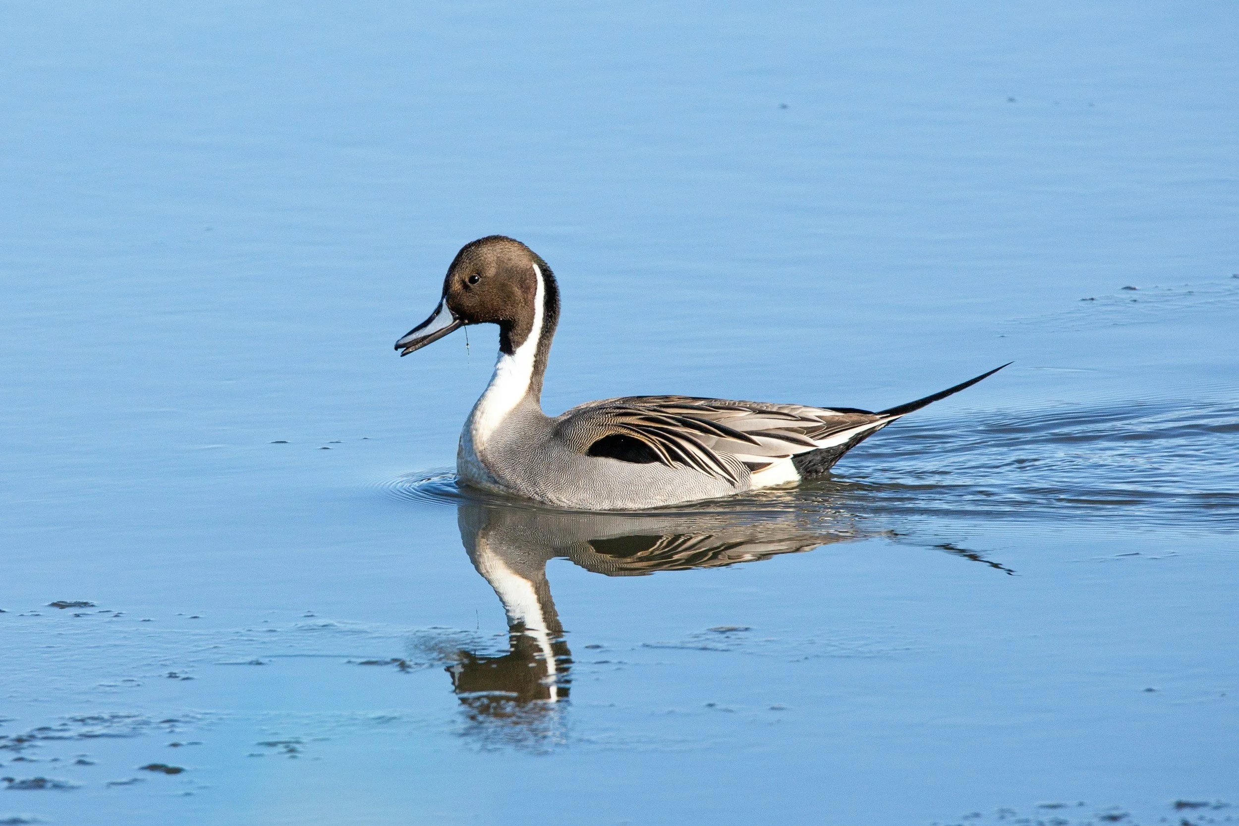 Karla Guyn (Ducks Unlimited, Canada) – Northern Pintails