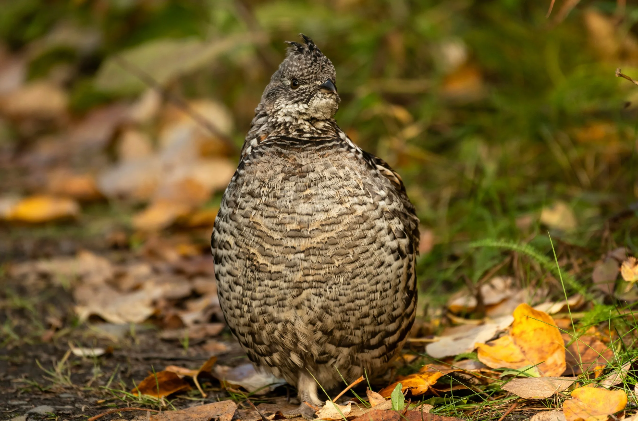 Dr. Andrew Iwaniuk - Ruffed Grouse: The Highs and Lows of Working on a Difficult Bird