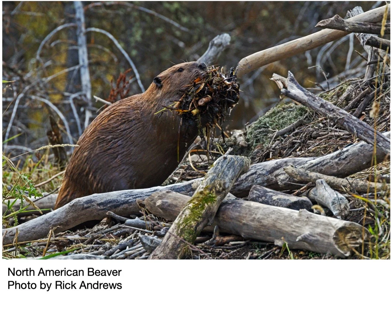 Beaver Our Watershed Partner