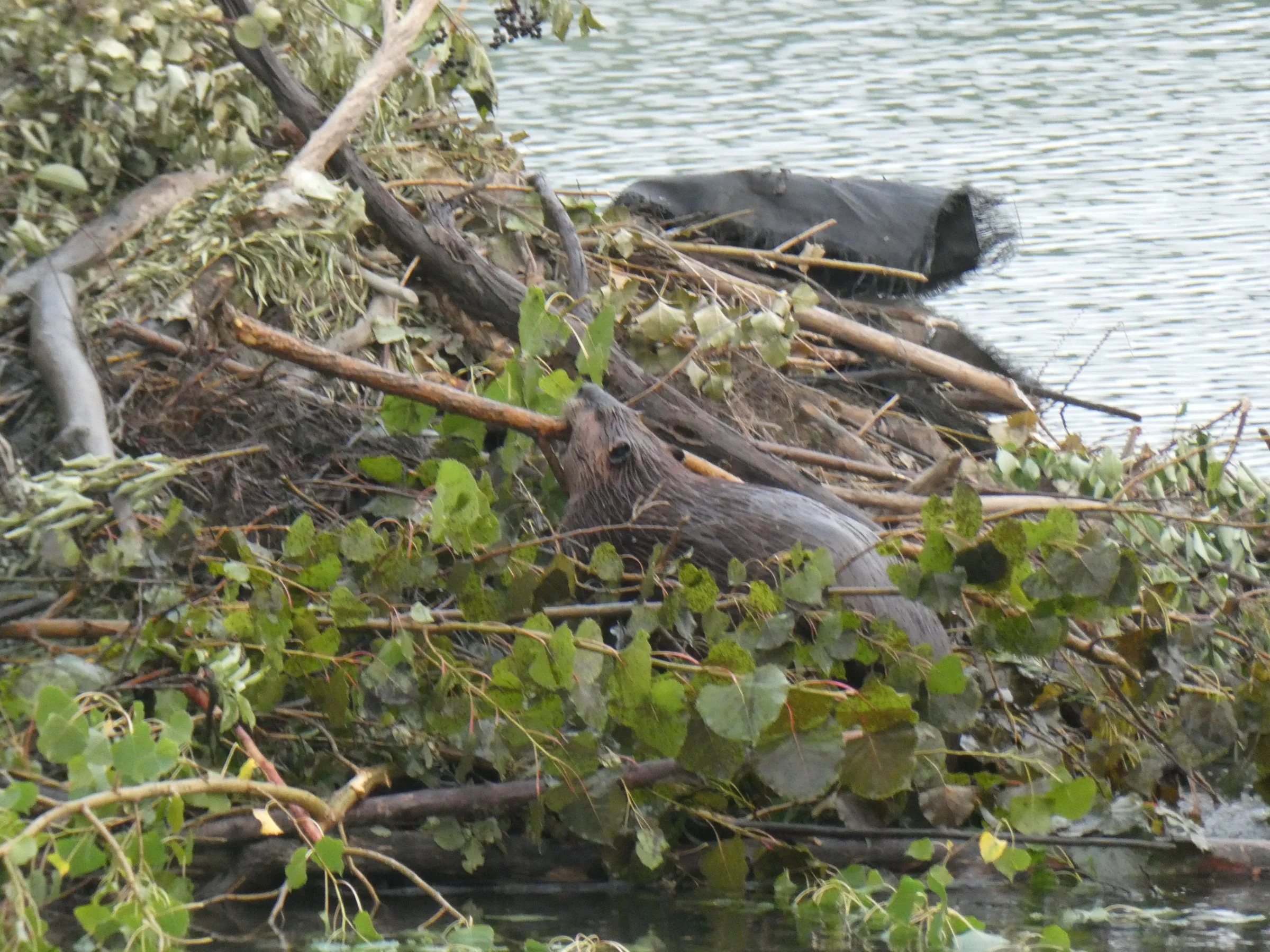 Wildlife of the Oldman River Valley