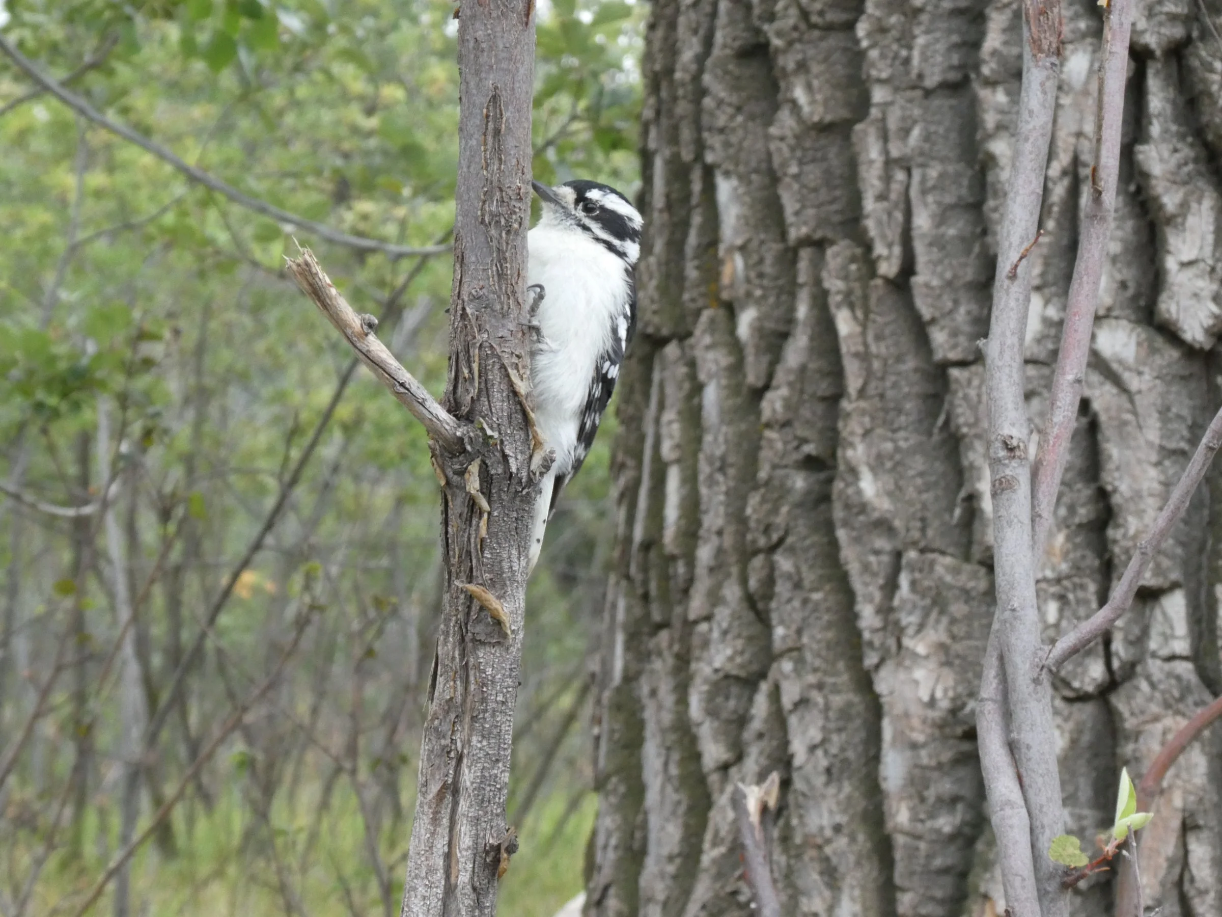 Why Study Bird Brains?