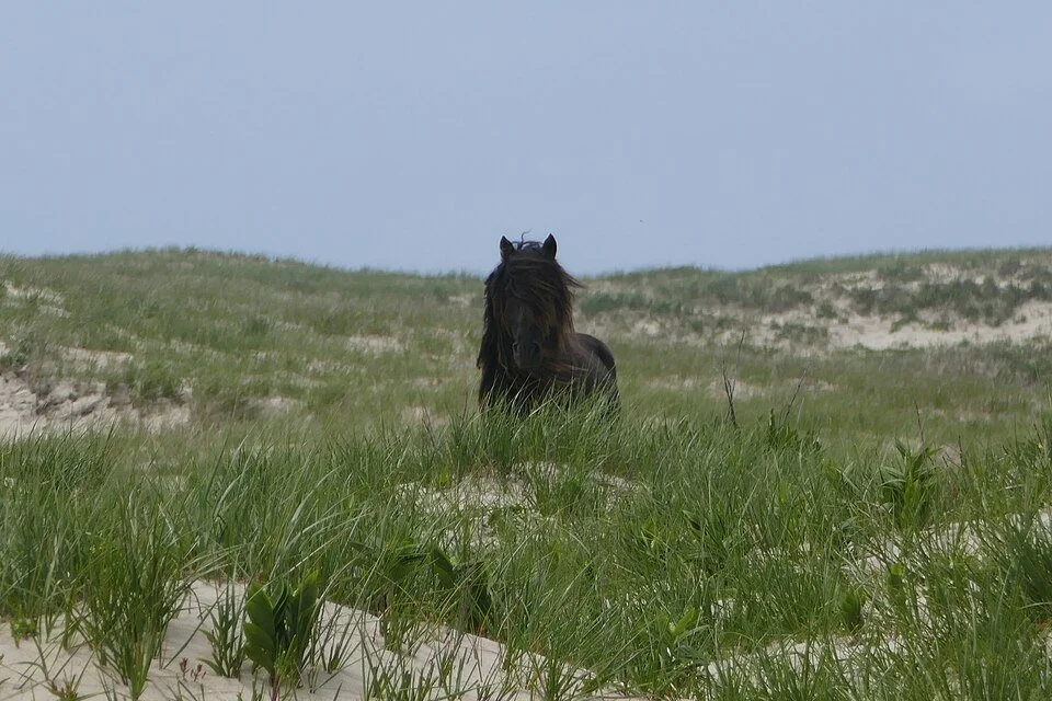 The Feral Horses of Sable Island