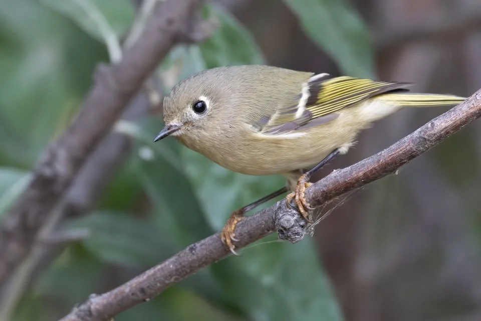 Park Lake Provincial Park Bird Walk