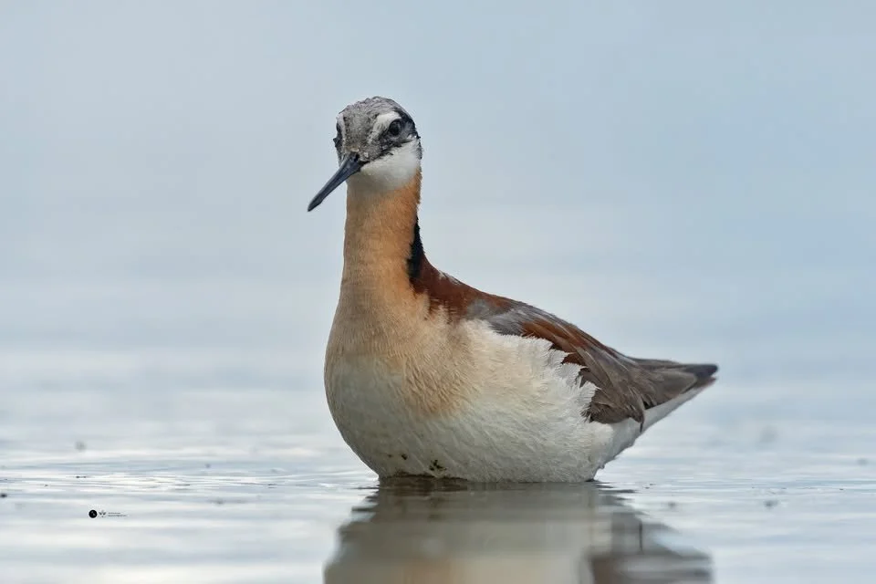 Birds at Henderson Lake