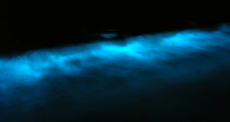 Dinoflagellate_bioluminescence.jpg