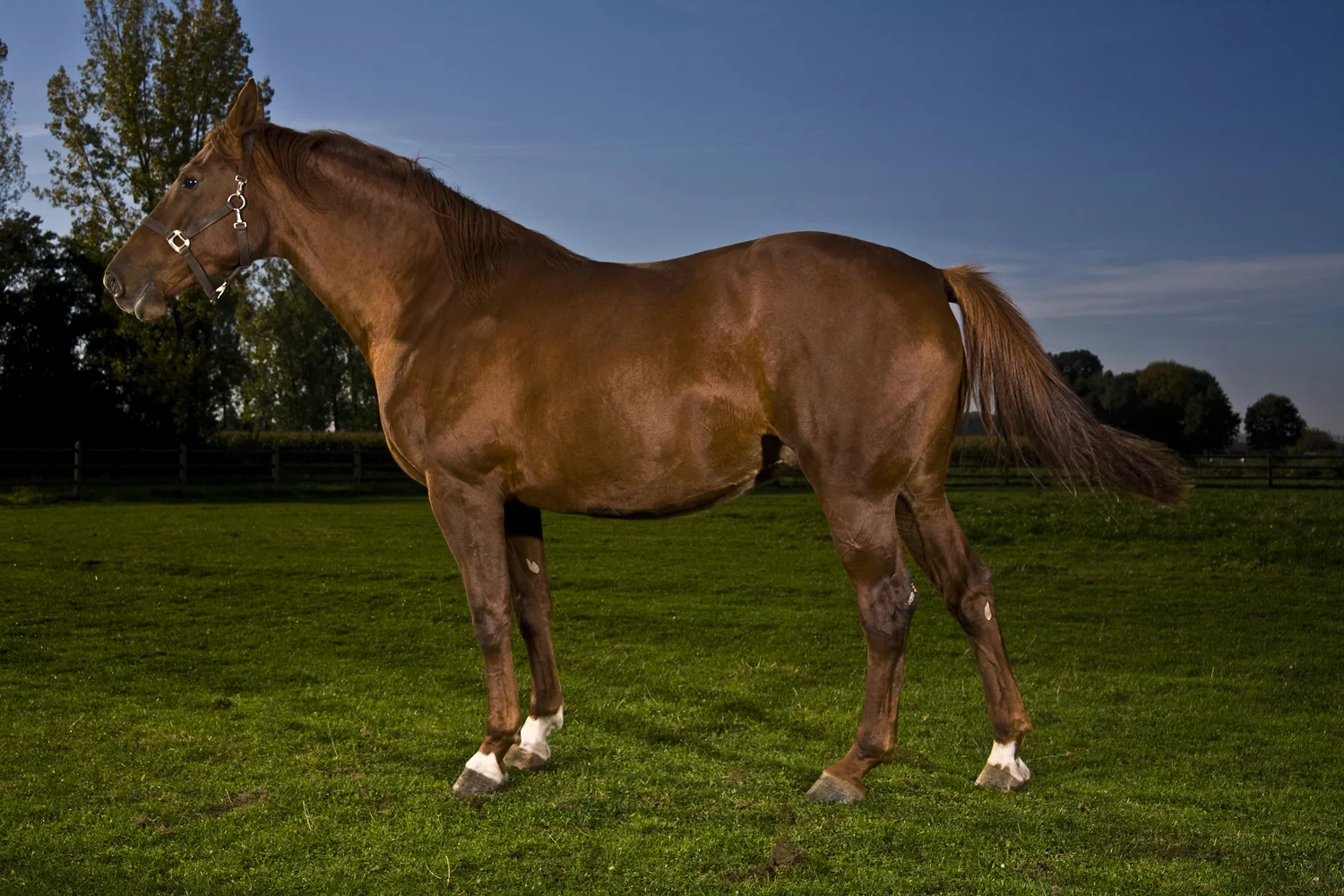 Horse