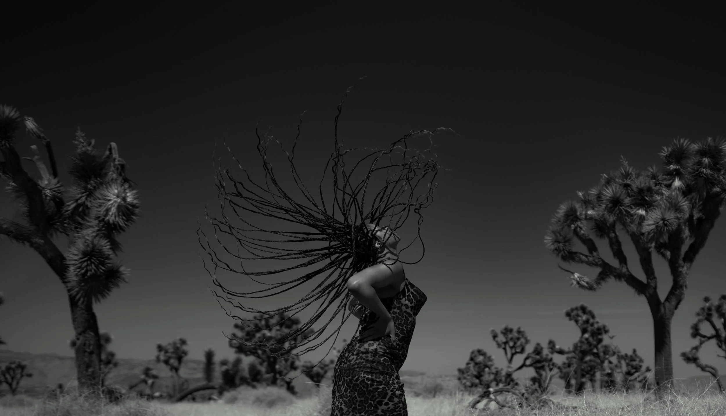 Fine art portrait of Sydney with the Joshua Trees