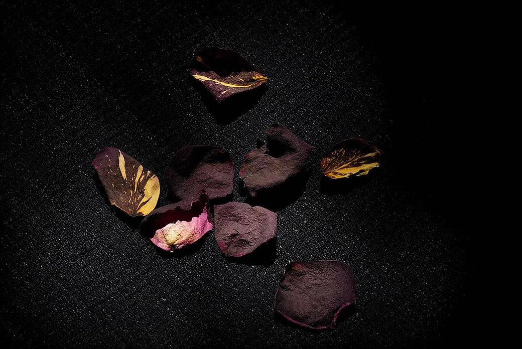 leora cheshin leaves .jpg