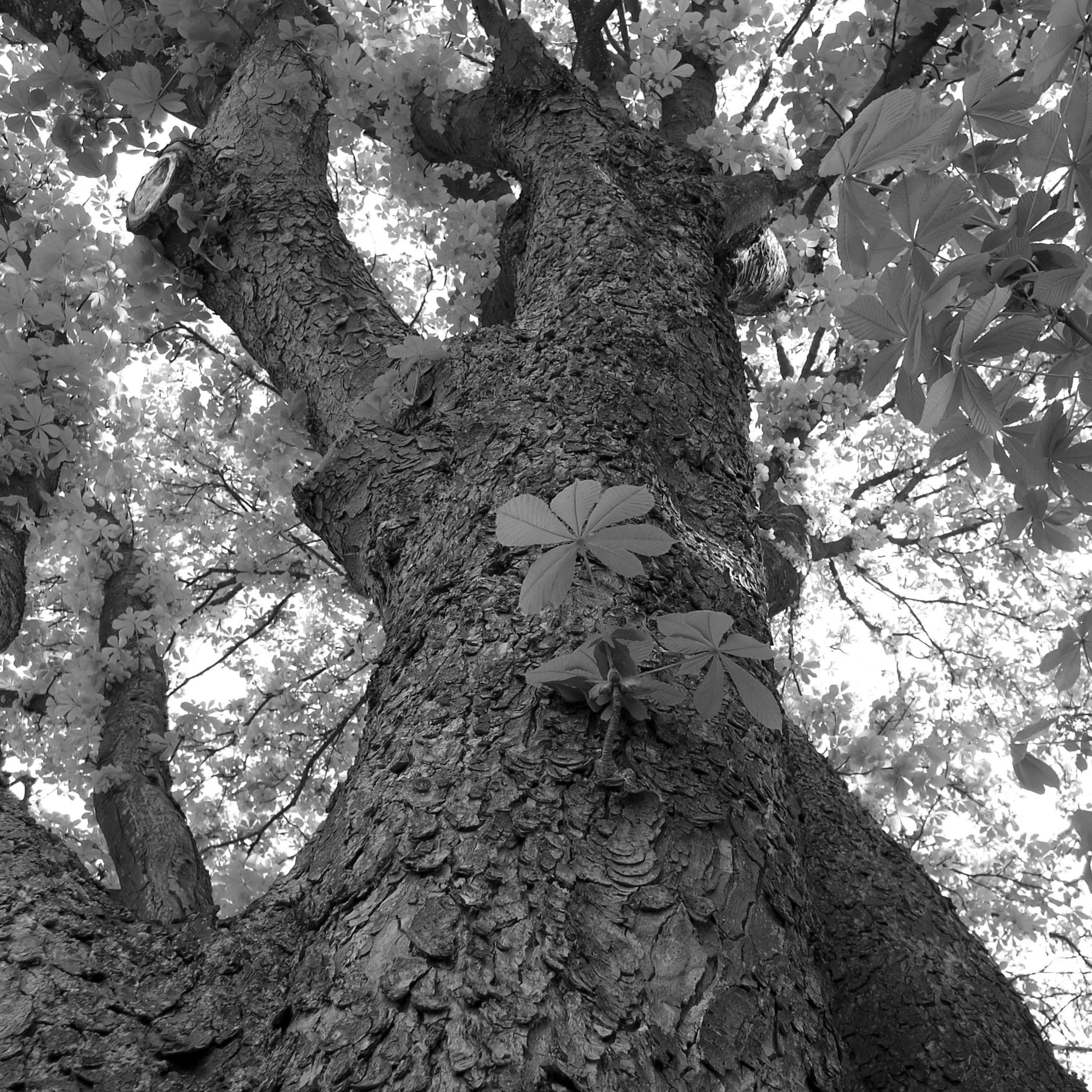 PICT0683_bearb_sw_40x40cm_150dpi.jpg