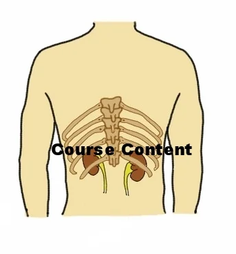 kidney.jpg
