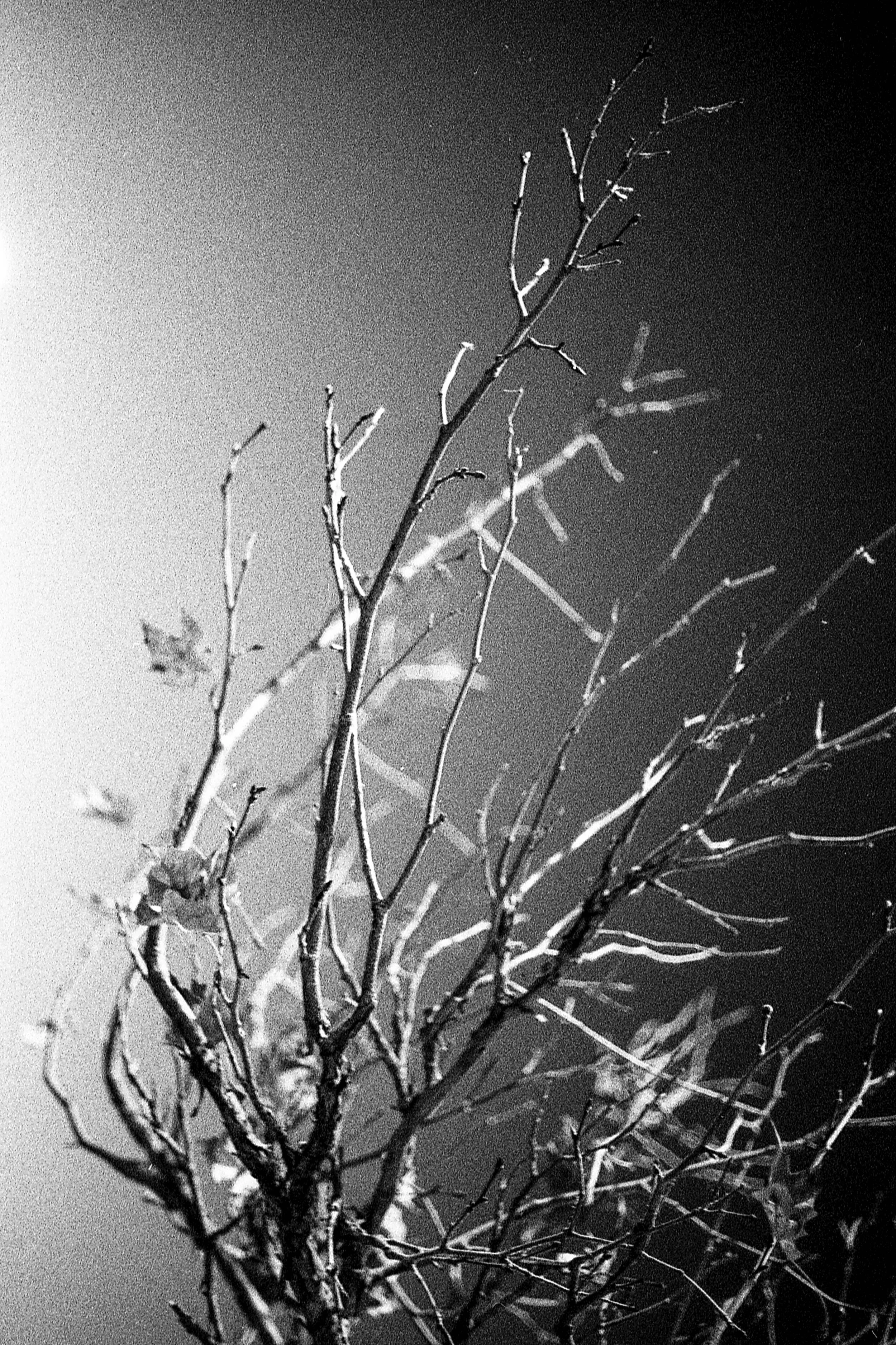 CanonA-1Delta400Pushed2Stops004.jpg
