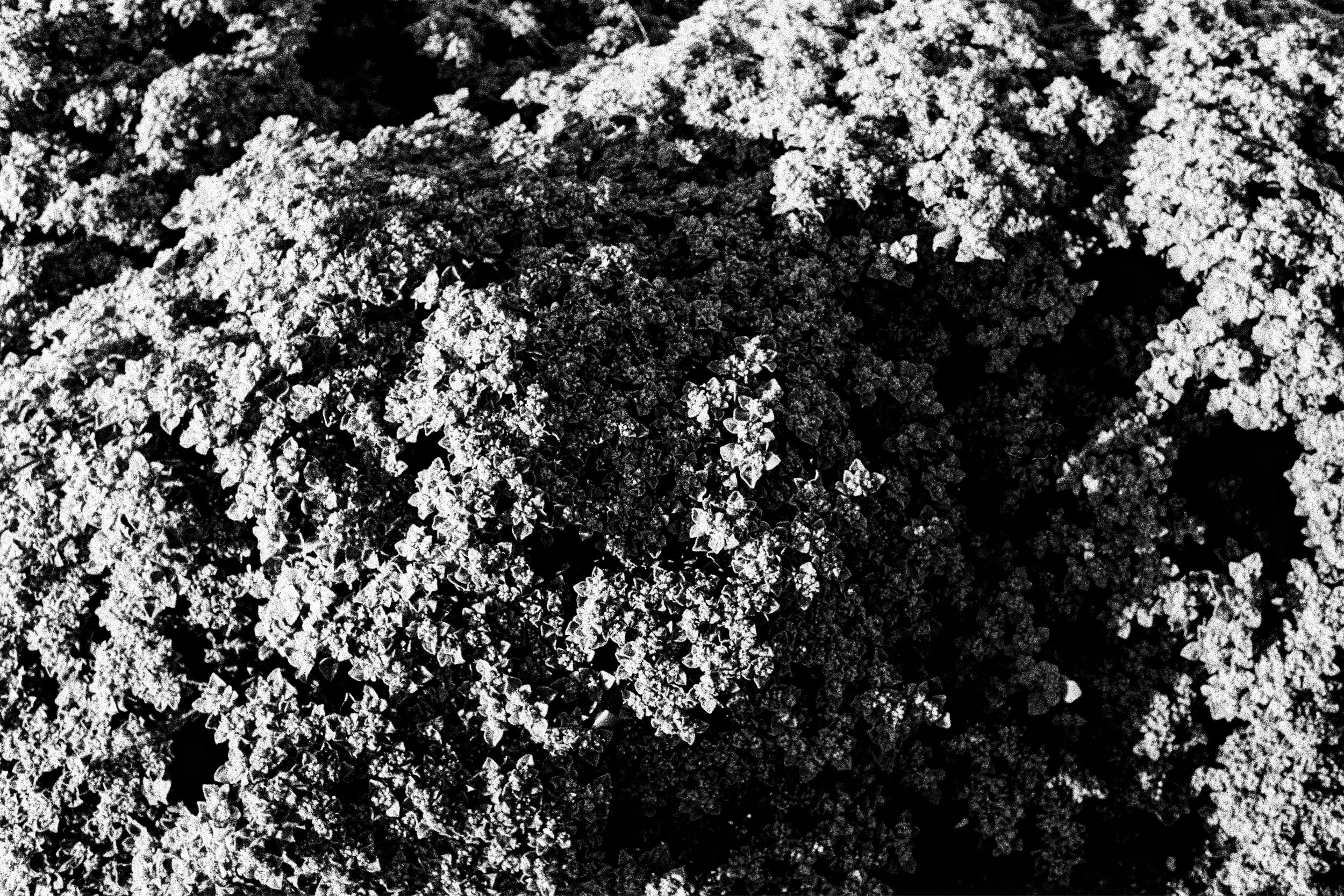 nikonosiii_xx250_03.jpg