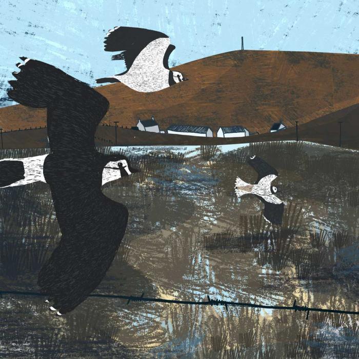 Orkney Lapwings by Lucy Hadley