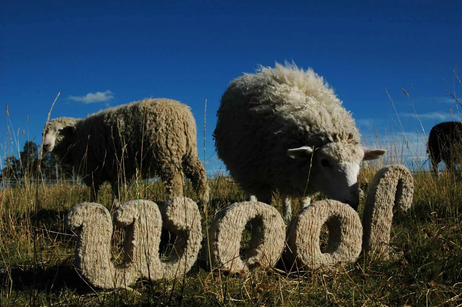 1.0-leonie-wharton-sheep.jpg