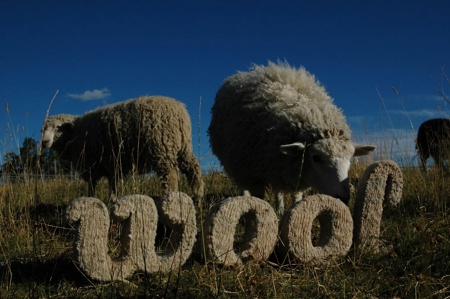 sheep-woolmark-typography-lettering-wool-prop-making-leonie-wharton.jpg