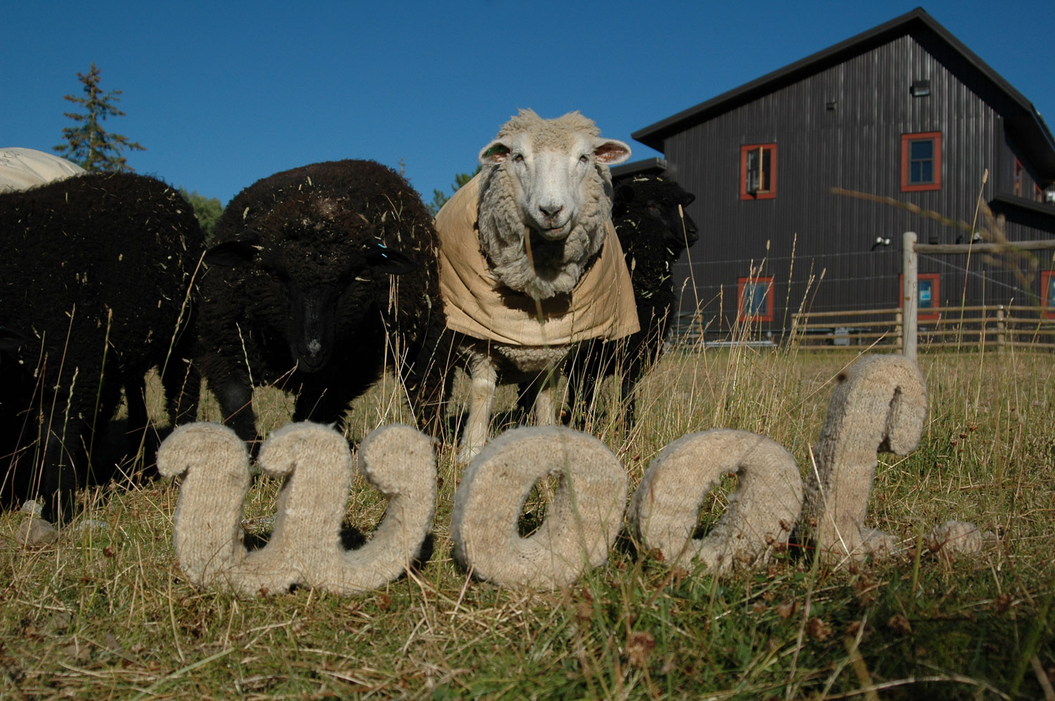 sheep-three-woolmark-typography-lettering-wool-prop-making-leonie-wharton.jpg