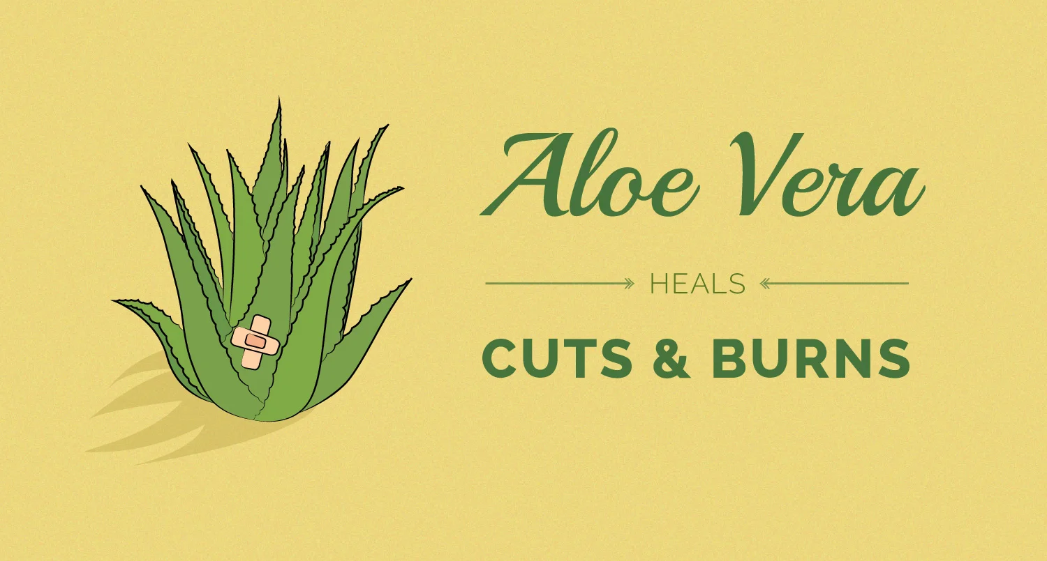 medical-fix-or-fraud-illustration-leonie-wharton-aloe-vera.jpg