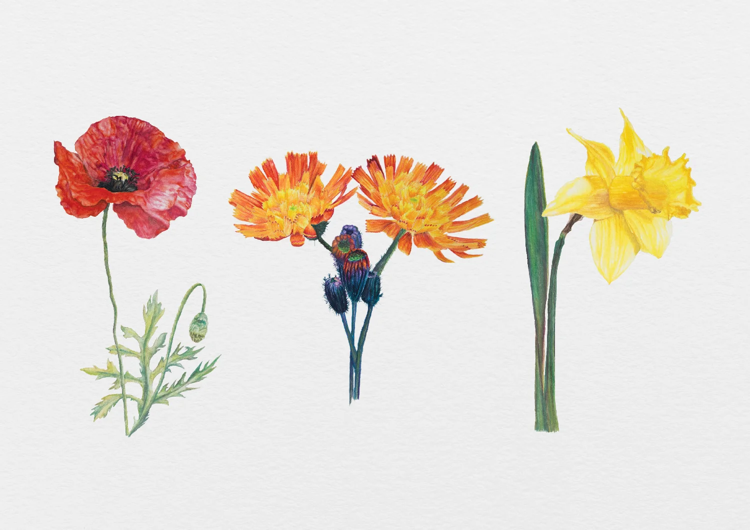 poppy-hawkweed-daffofil.jpg