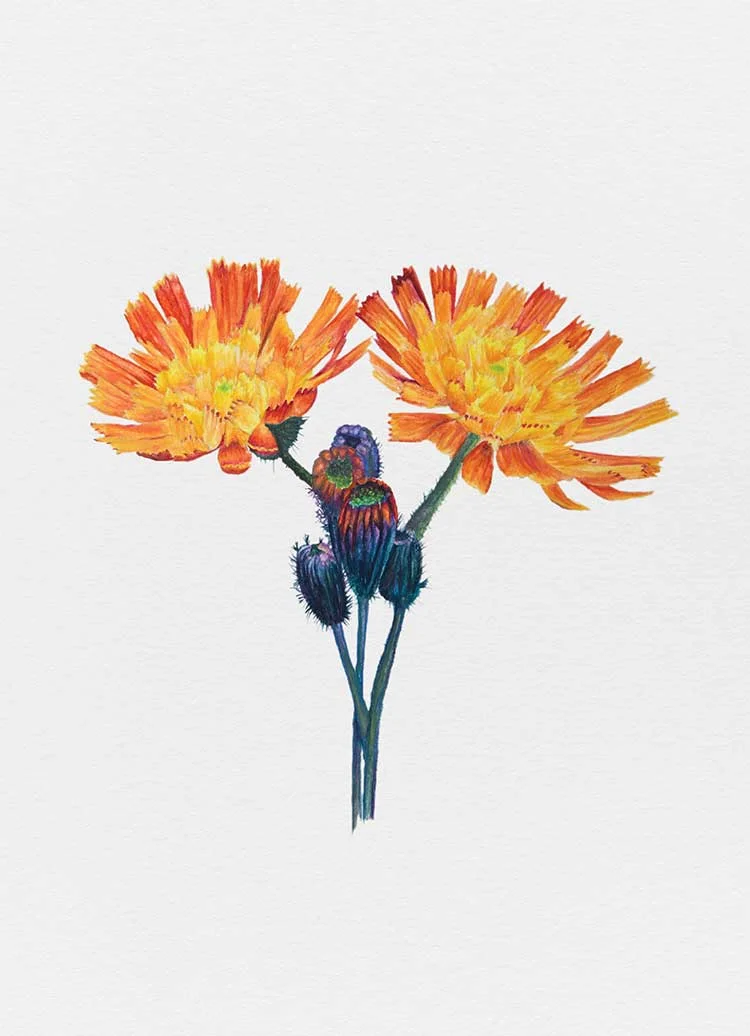 Hawkweed.jpg