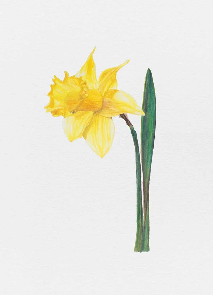daffodil.jpg
