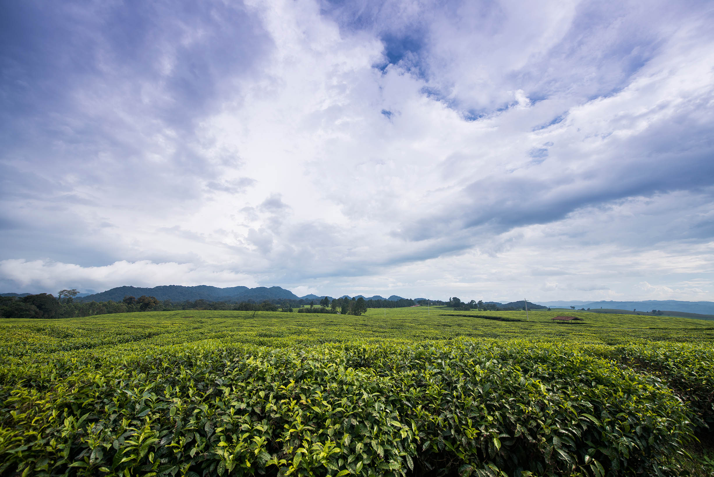 Tea Plantations, Nyungwe, Rwanda