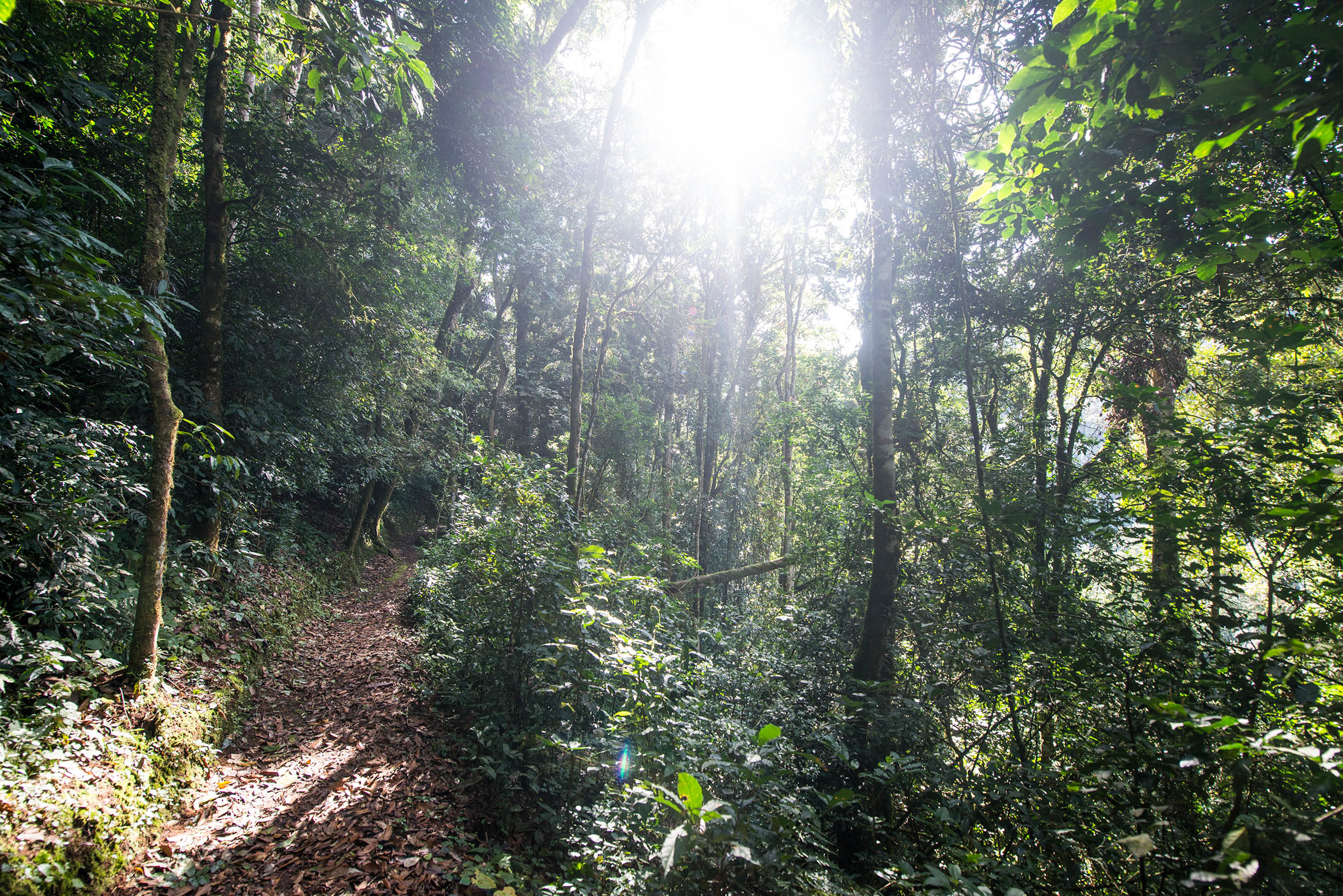 Nyungwe Forest, Rwanda