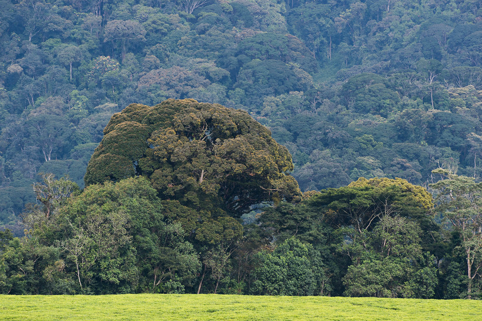 Nyungwe Forest, Rwanda