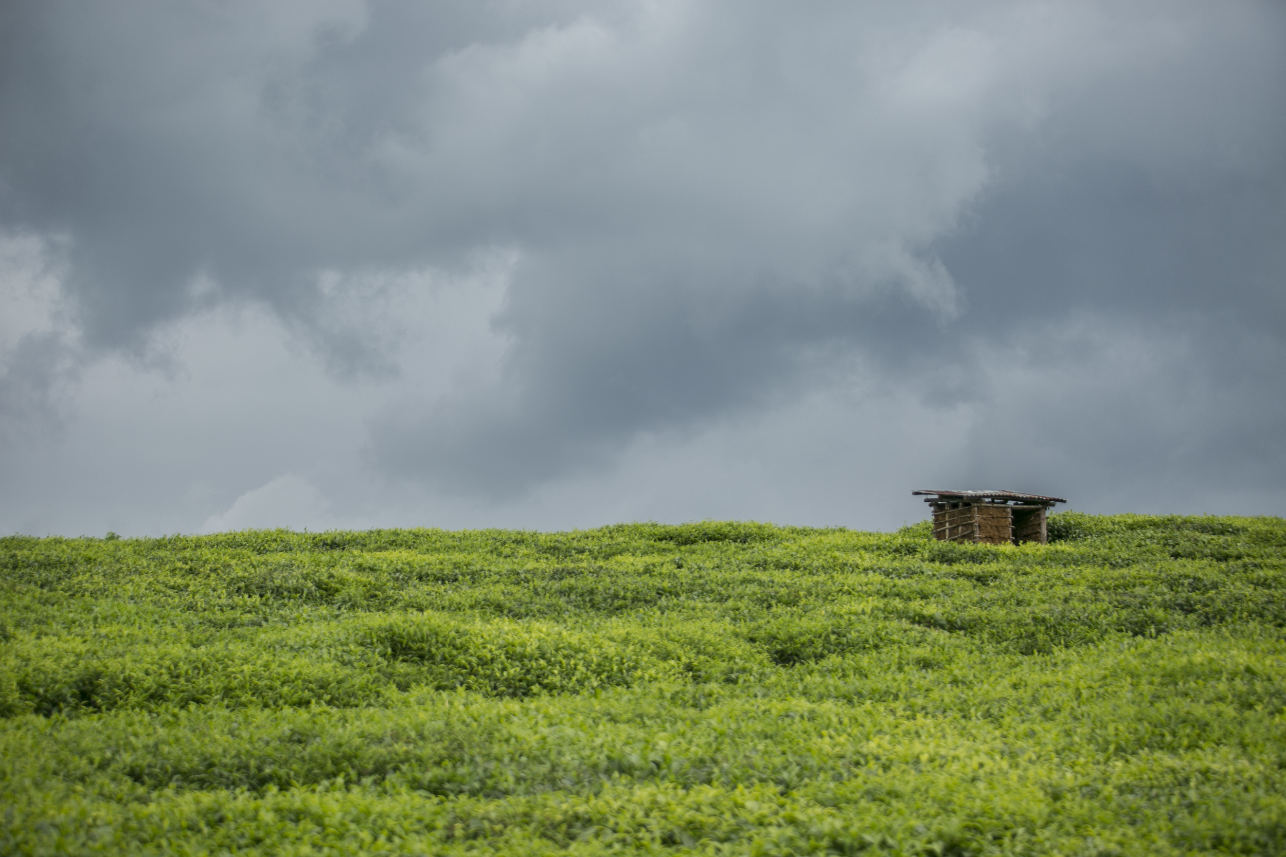 Tea Plantation, Nyungwe, Rwanda