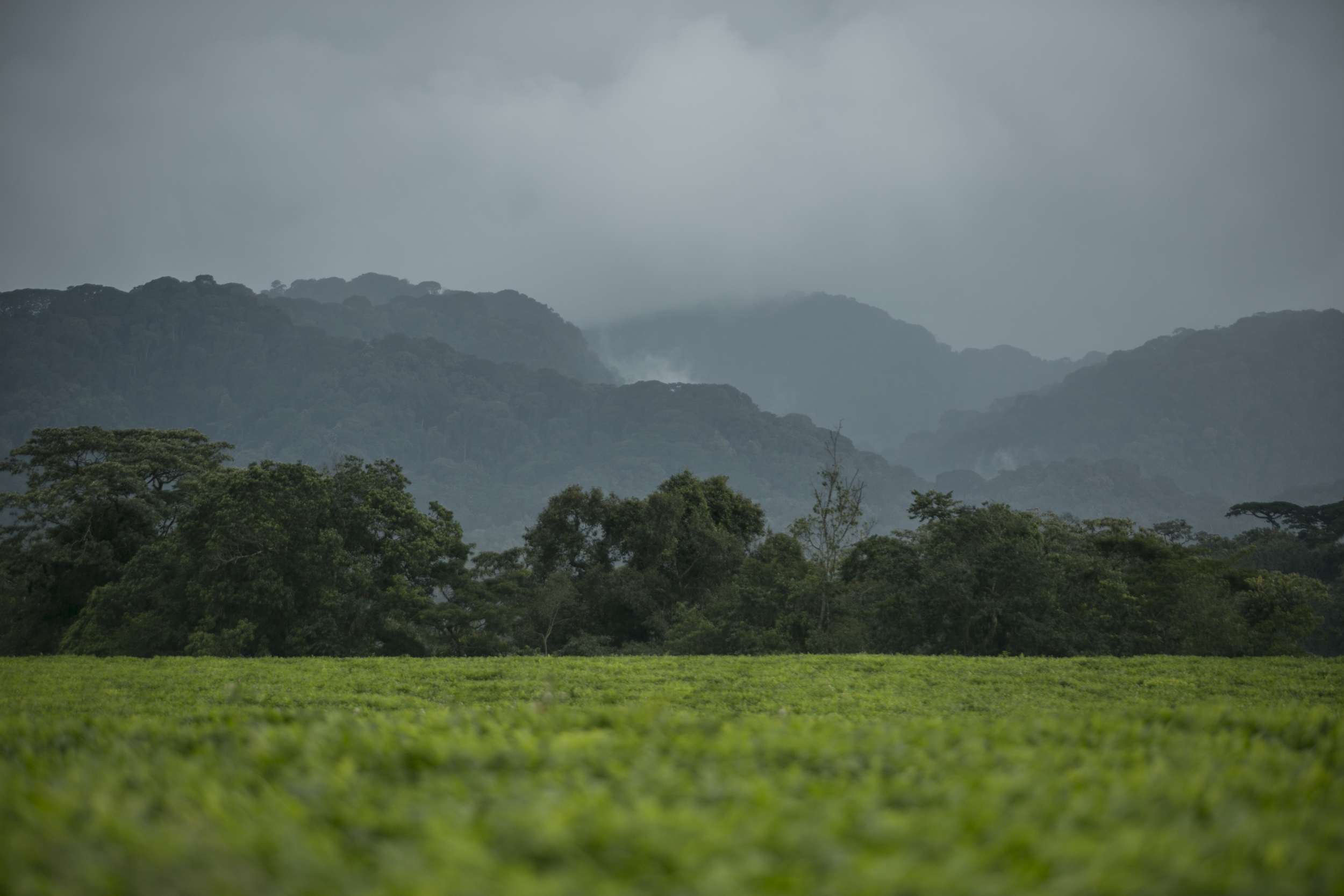 Tea Plantation, Nyungwe, Rwanda