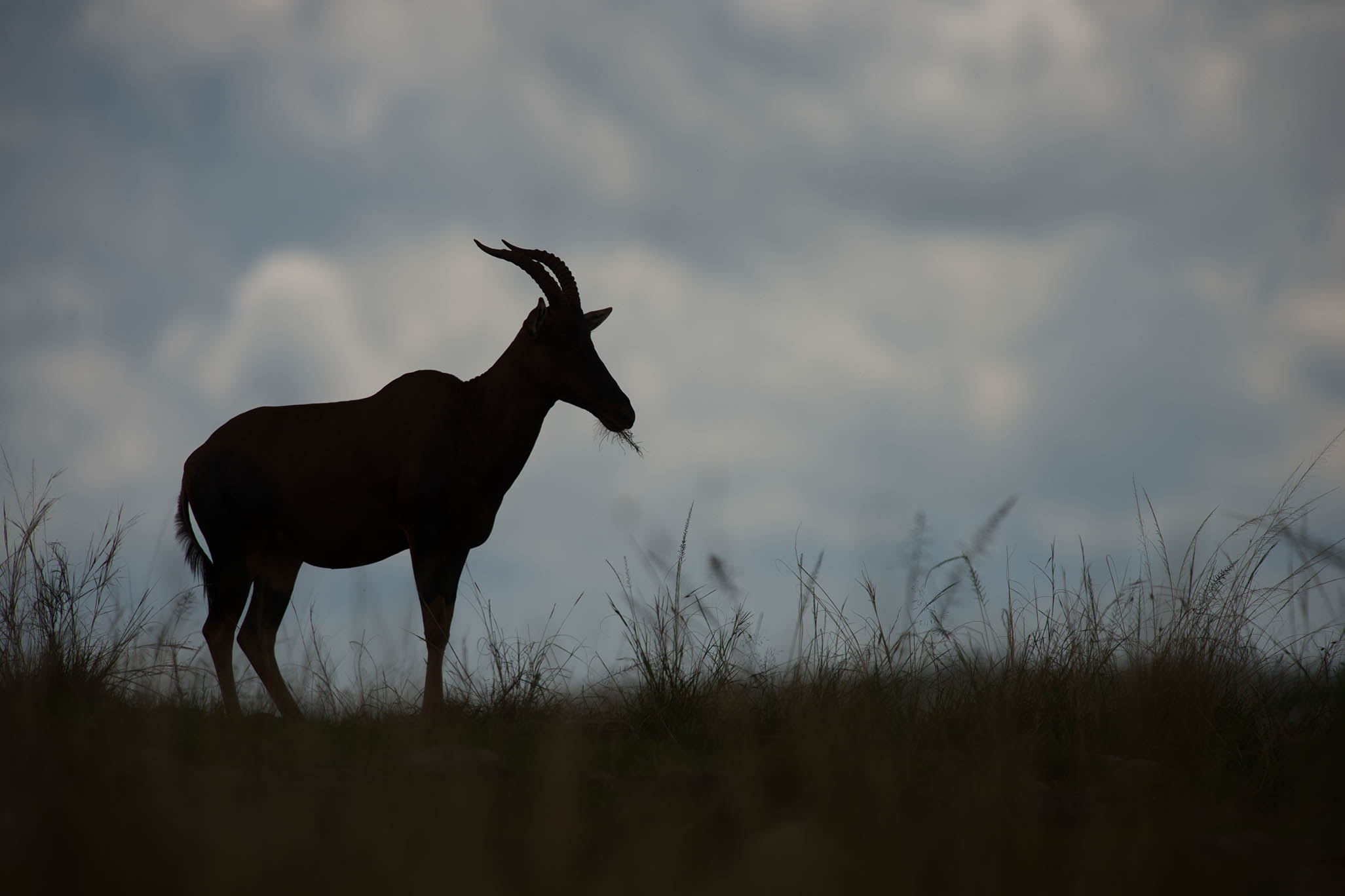 Akagera National Park