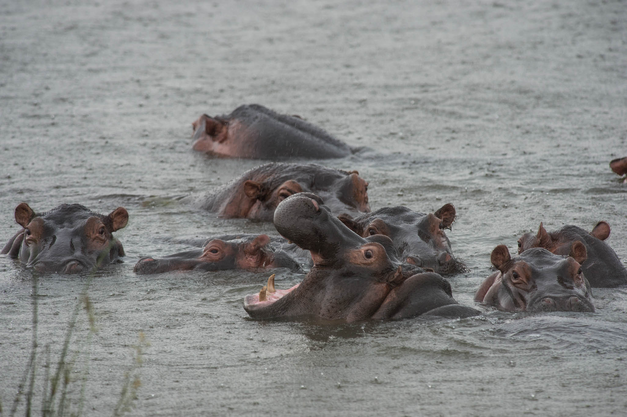 Akagera National Park