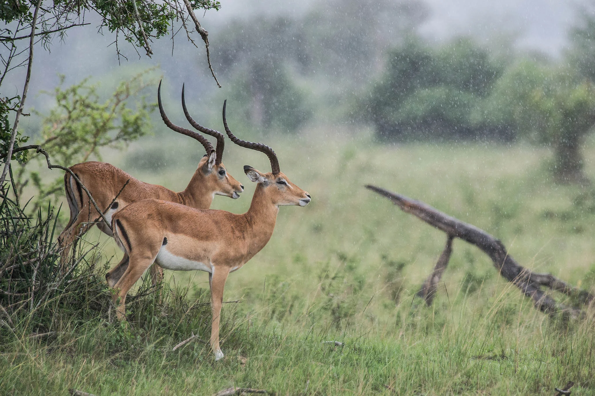 Akagera National Park