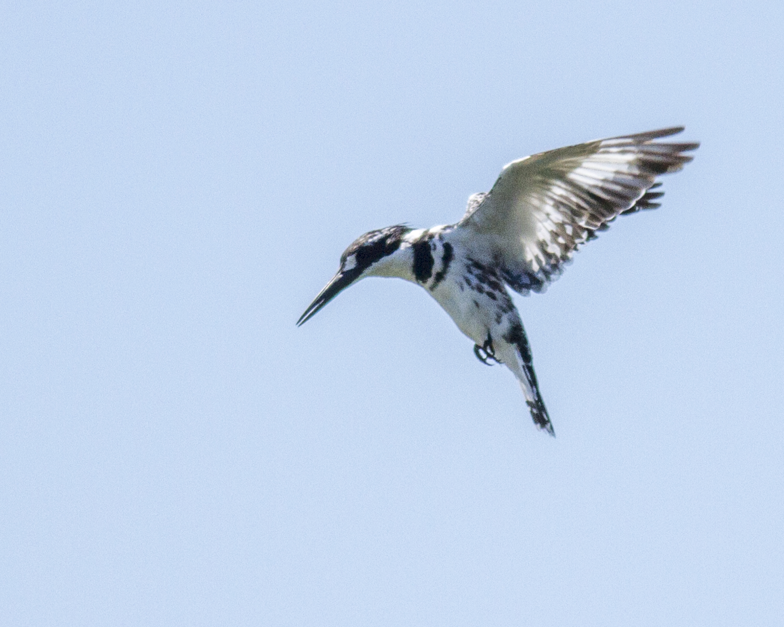 Pied_Kingfisher_in_hovering_in_Flight.jpg