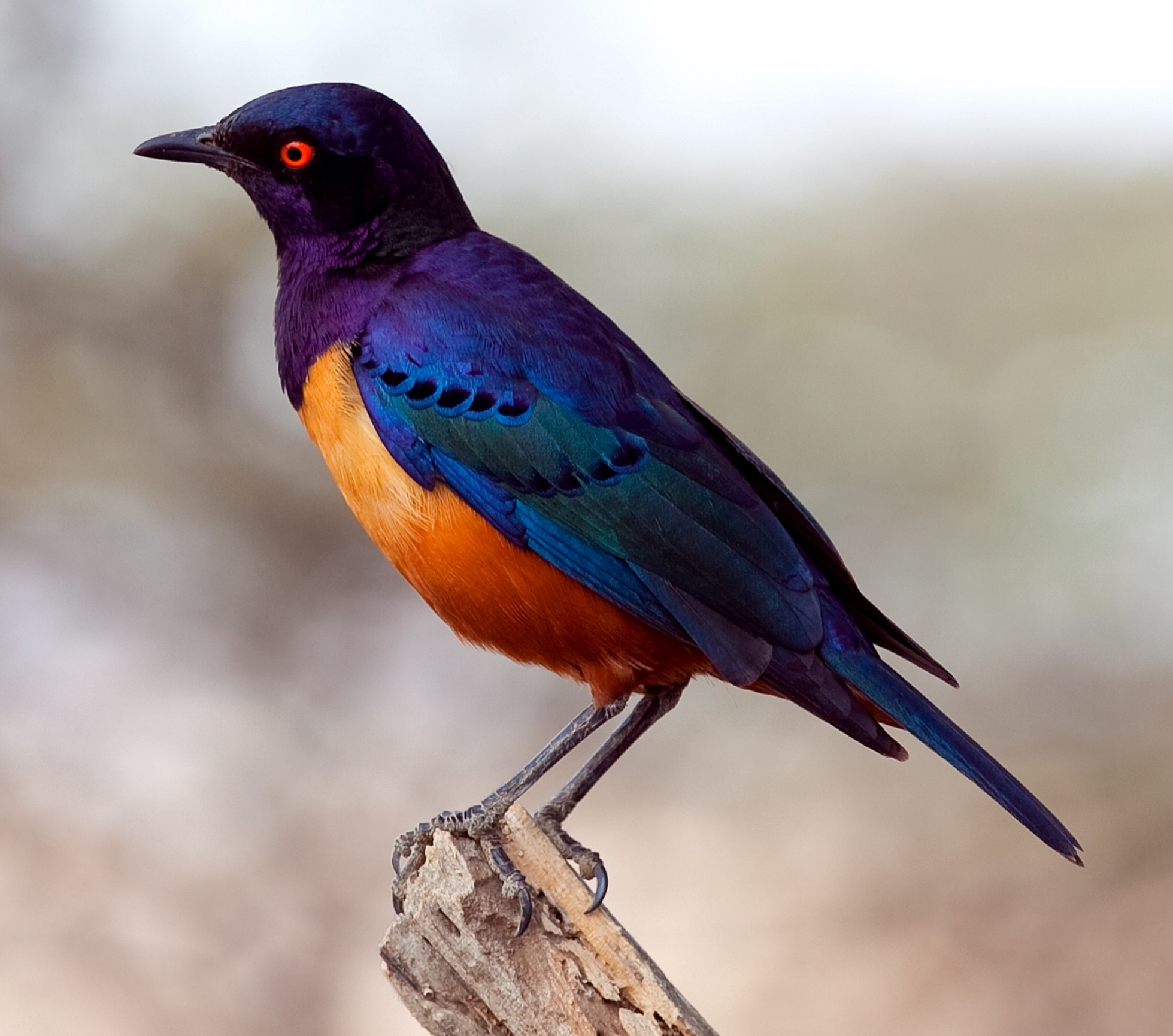 Lamprotornis_hildebrandti_-Tanzania-8-2c.jpg